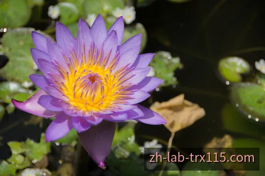 波场5分11选5量化模型走势与算力监测